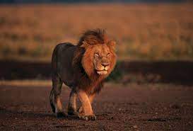 The lion (panthera leo) is one of the five big cats in the genus panthera and a member of the family felidae. Lion Characteristics Habitat Facts Britannica