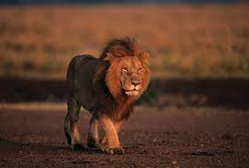 Get the latest lions news, schedule, photos and rumors from lions wire, the best lions blog available. Lion Characteristics Habitat Facts Britannica