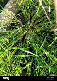 Image result for Eragrostis patula