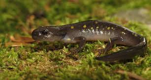 Dc mosquito squad professionals can do barrier sprays, onetime special event sprays, tick tube treatments and seasonal stink bug applications. Mosquito Repellent Could Pose Risks To Baby Salamanders Science News For Students
