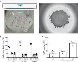 Check spelling or type a new query. Cells Grown In Three Dimensional Spheroids Mirror In Vivo Metabolic Response Of Epithelial Cells Communications Biology