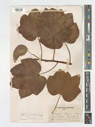 Image result for Thespesia garckeana