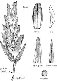 Image result for Eragrostis welwitschii