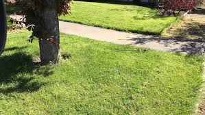 If you aerate early in the autumn, keep mowing and watering as you normally would. Is It Too Early To Start Watering Your Lawn Western Oregon Dries Out After Heavy Rain Kval