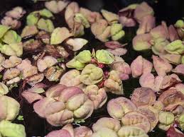 Image result for Phyllanthus retinervis