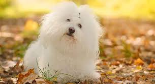 Puppies for sale from dog breeders near memphis, tennessee. Bolognese A Complete Guide To An Ancient And Aristocratic Breed