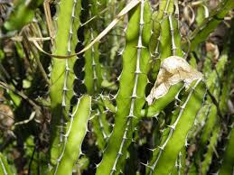 Image result for Euphorbia griseola