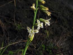 Image result for Dipcadi