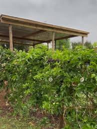 Image result for Helichrysum aureo-nitens