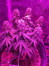 At number seven, we have bestva dc series 2000w led grow light. Which Led Grow Lights Are Best For Growing Cannabis Grow Weed Easy