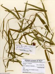 Image result for Vigna oblongifolia