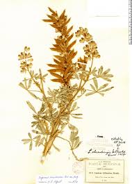Image result for Lupinus mexicanus