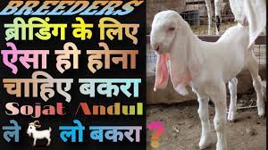 Labbaik goat farm sindhipuara pipar city jodhpur 16.921 views2 year ago. Sojat Goat Breeder Information à¤¸ à¤œà¤¤ à¤¬à¤•à¤° à¤¬ à¤° à¤¡ à¤— à¤• à¤² à¤ Youtube