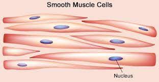 The differences between skeletal, smooth & cardiac muscles. Muscular Tissue Skeletal Smooth And Cardiac Muscle Online Biology Notes