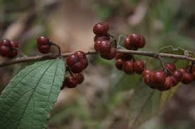 Image result for Grewia micrantha