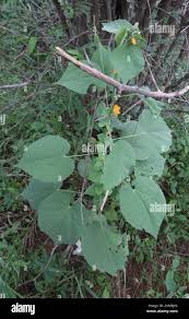 Image result for Abutilon angulatum