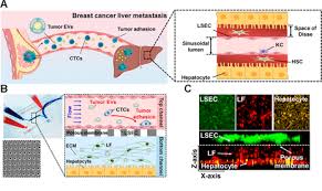 Please be kind enough to thumbs up my videos. New Study Unveils 3d Human Liver Chip Emulating Premetastatic Niche Formation By Breast Cancer Derived Evs Mirage News