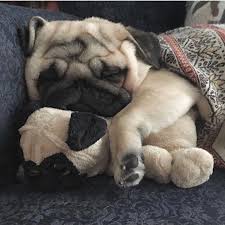 figure out even more relevant information on pug dogs look at our web site cute pug puppies pug puppies pugs funny