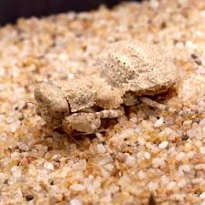 Image result for Drypetes mossambicensis