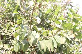 Image result for Cordia millenii