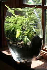 Top Ten Low Light Terrarium Plants Terrarium Plants Low Light Plants Plant In Glass