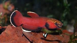 Ikan cupang terbagi menjadi beberapa jenis, yaitu ikan cupang hias, cupang aduan, dan cupang liar. 6 Jensi Ikan Cupang Alam Wild Betta By Ikancupangku Com Medium