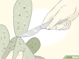 Pot cacti and other succulents in containers that are as small as possible. 6 Ways To Grow Cactus In Containers Wikihow