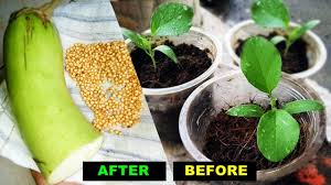 Cara Semai Cabe Rawit Anti Gagal Hanya 2 Hari Sudah Tumbuh Daun Tanam Setelah Sprout Youtube
