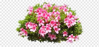While the classic spiraea × vanhouttei has white blooms, many of the most popular spireas nowadays have pink flowers, including these three cultivars of spiraea japonica Plant Identification Shrub Plant Photomontage Annual Plant Flower Png Pngwing