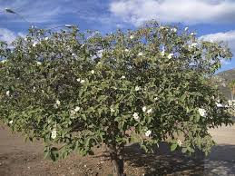 Image result for Cordia pilosissima