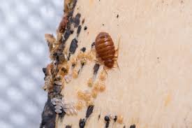 Maybe you would like to learn more about one of these? How Do I Know If I Have Bed Bugs Griffin Pest Solutions