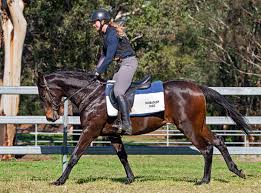 Remember that, in german, both the spelling of the word and the article preceding the word can change depending on whether it is in the nominative, accusative, genitive, or dative case. Deep Field X Zarinia Brown Filly With Ciaron Maher Racing