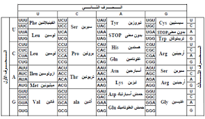 الرمز الوراثي