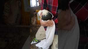 The first thing i remove is the back part of the comb ( the blade ), cutting as close to the comb's base as you can, cut it off ( straight up and down ). Dubbing A Rooster Cutting A Rooster S Comb Youtube