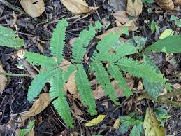 Image result for Pteris similis