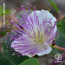 Image result for Capparis