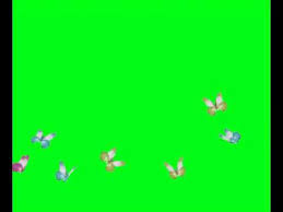 Gambar backround dan animasi bergerak terpopuler. Efek Green Screen Kupu Kupu Terbang Youtube