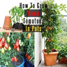 Check spelling or type a new query. Roma Tomatoes How To Grow Roma Tomatoes In Pots Gardenoid