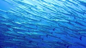 | meaning, pronunciation, translations and examples. Big Shoals Of Fish In Malpelo Impressionnants Bancs De Poissons A Malpelo Hd Youtube
