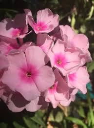 Image result for Phlox paniculata `Bright Eyes`