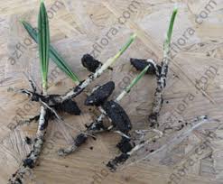 Maybe you would like to learn more about one of these? Finikovaya Palma V Domashnih Usloviyah Uhod Problemy Razmnozhenie