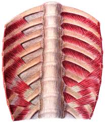Their main function is contractibility. Sobotta 1909 Fig 254 Intercostal Muscles And Vertebral Column No Labels Anatomytool
