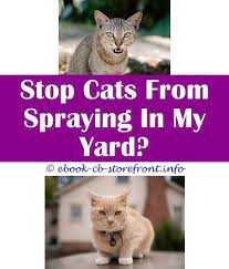 13 Creative Stop Cats Spraying In My Garden Cat Spray Cat Repellant Male Cat Spraying