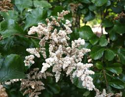 Image result for Maerua parvifolia