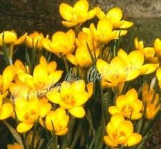 But, for the main growing season, much of that interest comes from flowering and foliage plants. 20 Crocus Dorothy Bulb Corm Autumn Growing Gardening Spring Yellow Flowering Ebay