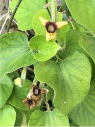 Image result for Aristolochia promissa