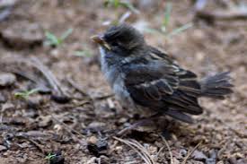 (especially of something or someone small or young) pleasant and attractive: My Baby Bird Life In Yosemite
