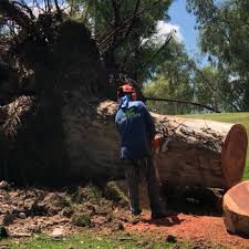 Tree cutting service in mississauga, ontario. Arbor Care Tree Service 256 Photos 290 Reviews Tree Services Tempe Az Phone Number