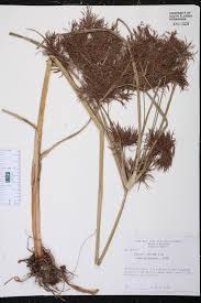 Image result for Cyperus distans