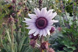 Image result for Berkheya speciosa